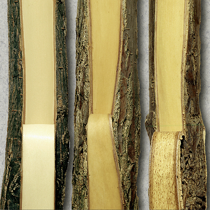 Elm yellows