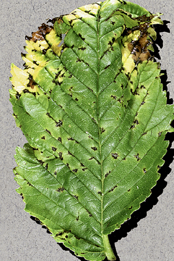 Bacterial leaf spot