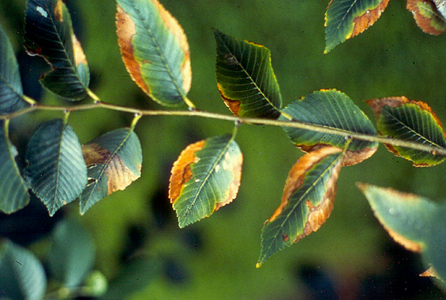 Elm leaf scorch