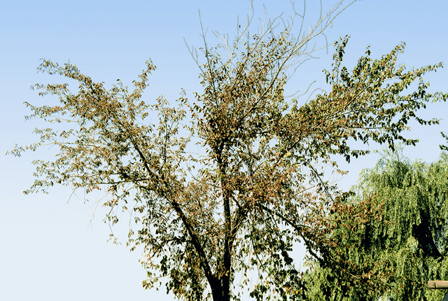 Elm leaf scorch