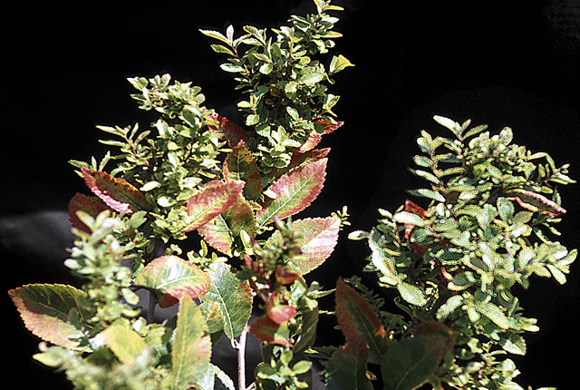 Elm yellows