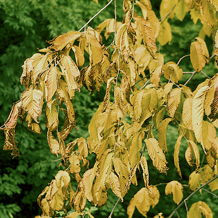 Elm yellows