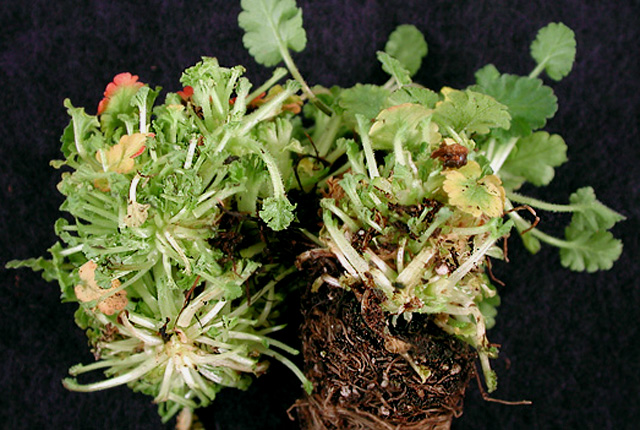 Fasciation (Shoot proliferation)