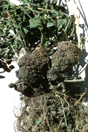 Crown gall