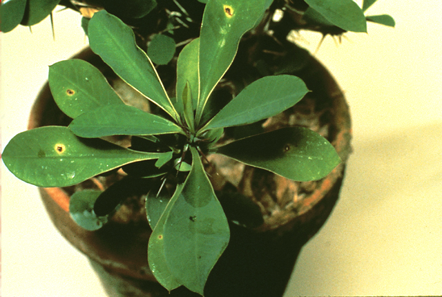Bacterial leaf spot