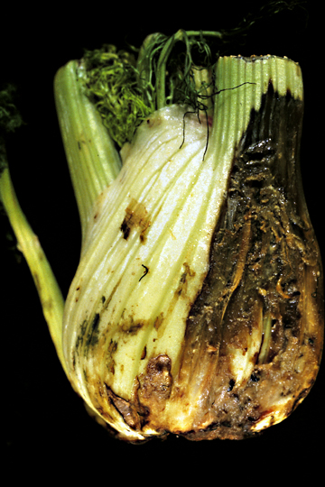 Bacterial rot