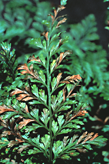 Bacterial leaf spot