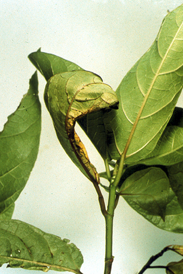 Bacterial leaf spot and blight
