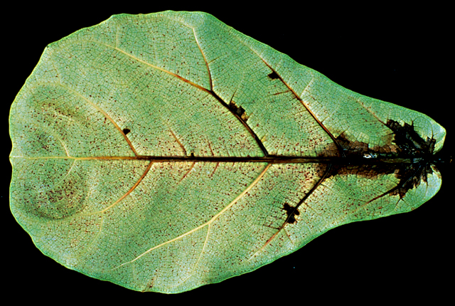 Bacterial leaf spot