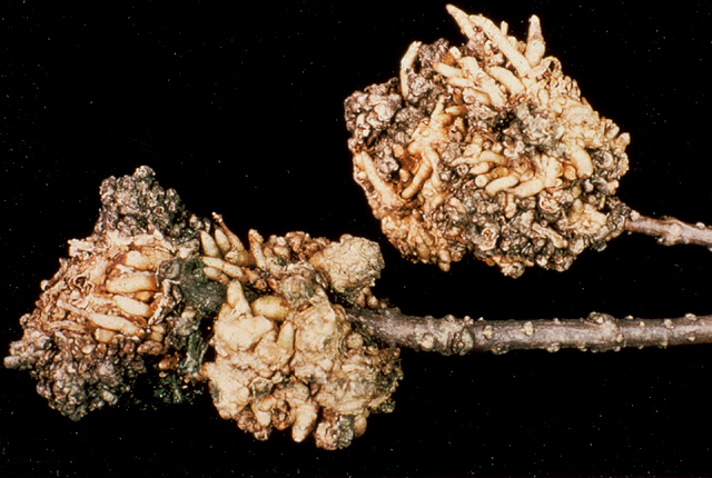 Crown gall