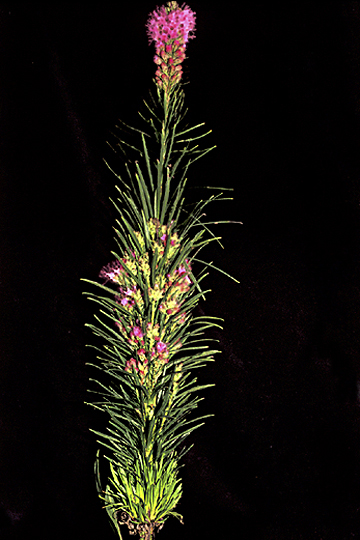 Phytoplasma disease