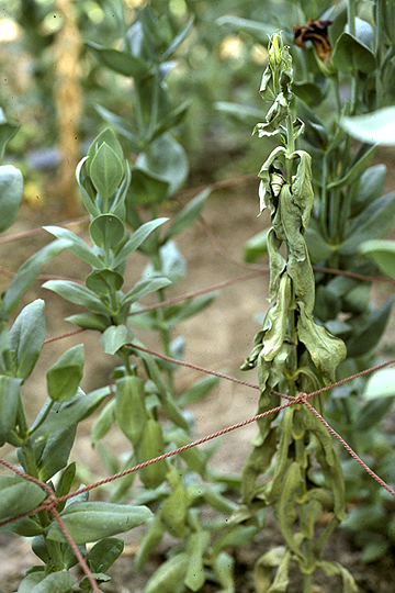 Bacterial wilt