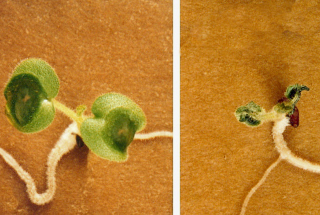 Bacterial seed and seedling rot