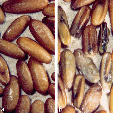 Bacterial seed and seedling rot