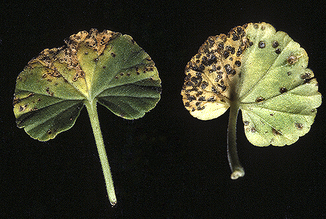Bacterial leaf spot