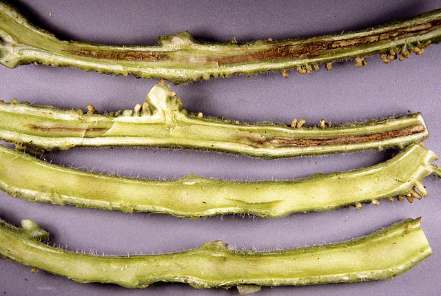 Pith necrosis