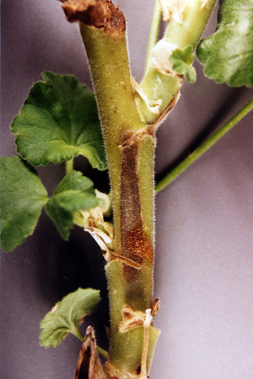 Pith necrosis