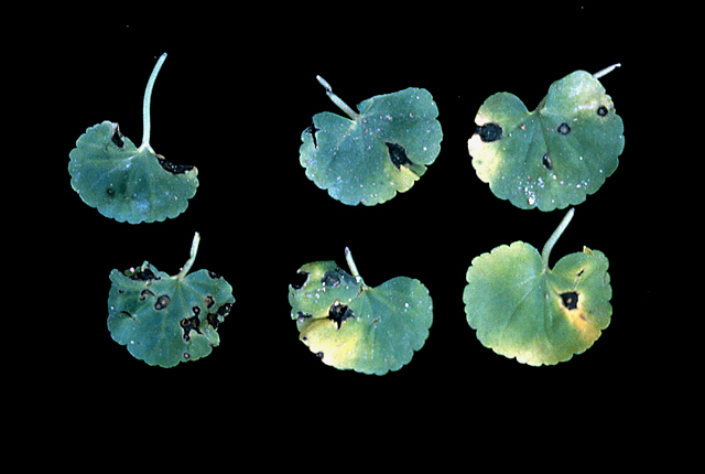 Bacterial leaf spot