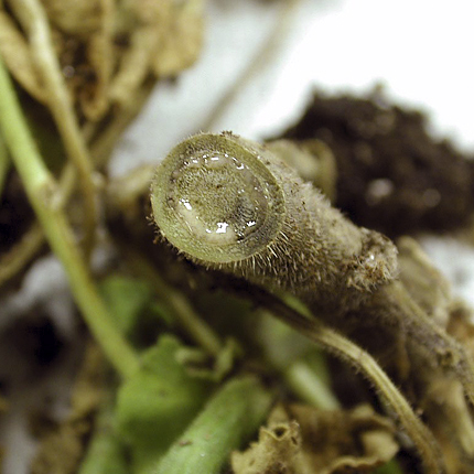 Bacterial wilt