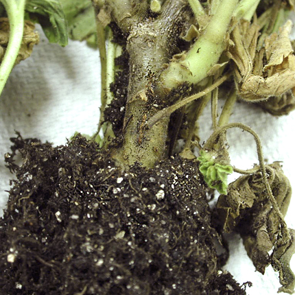 Bacterial wilt