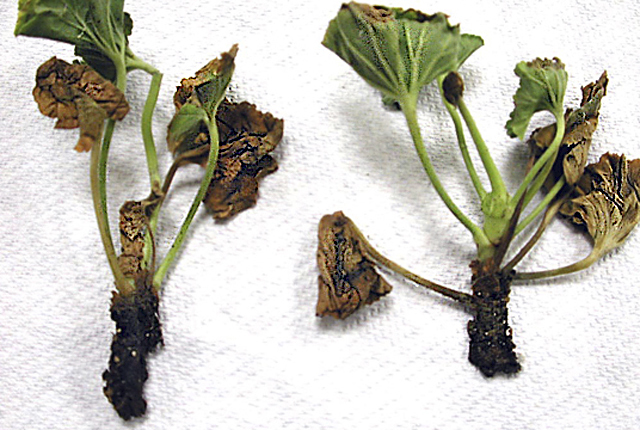 Bacterial wilt