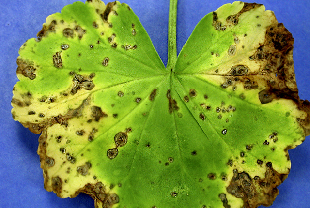 Bacterial blight