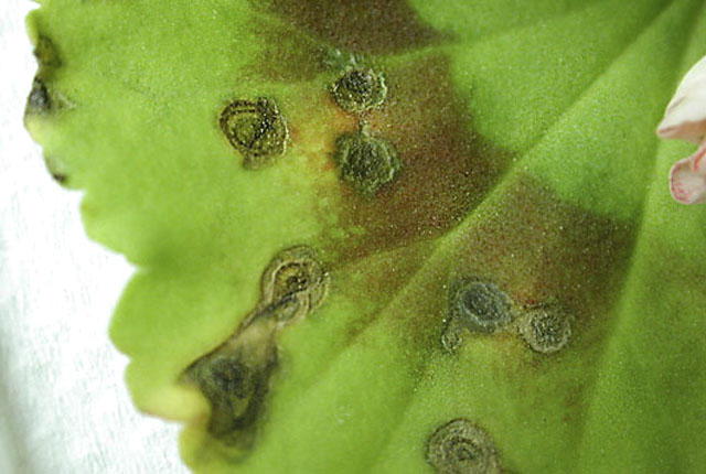 Bacterial blight