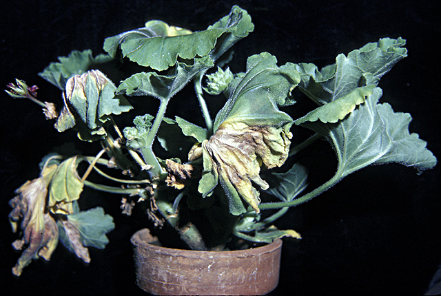 Bacterial blight