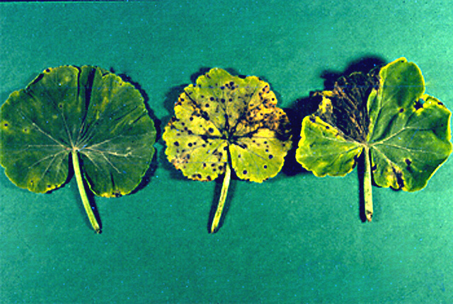 Bacterial blight