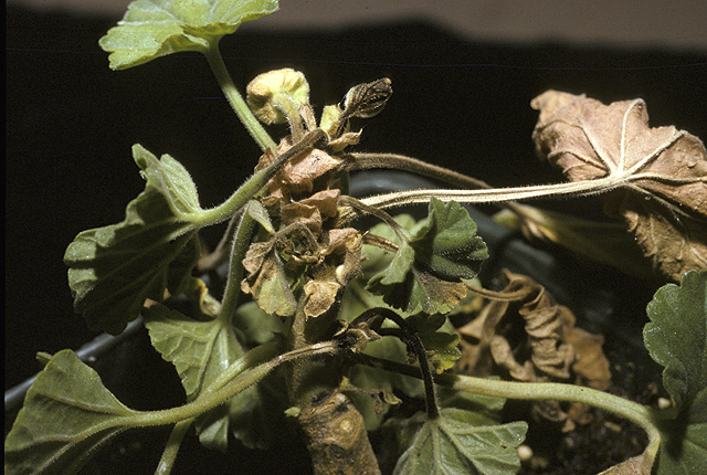 Bacterial blight