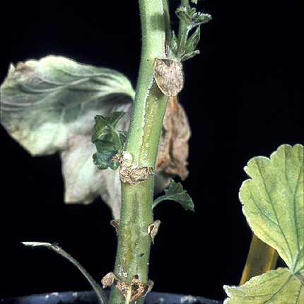 Bacterial blight