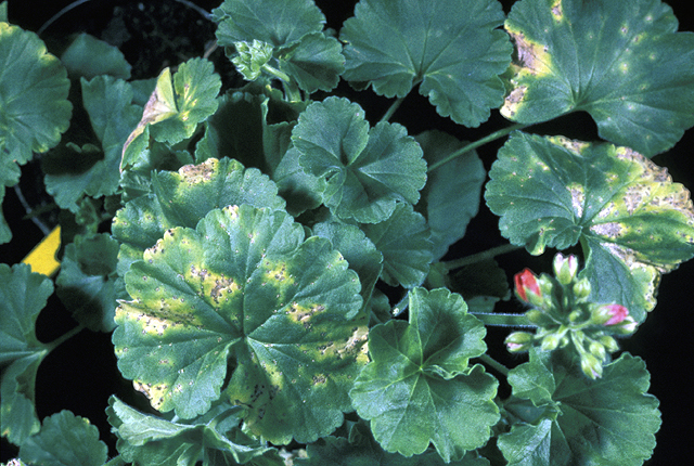Bacterial blight