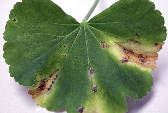 Bacterial blight