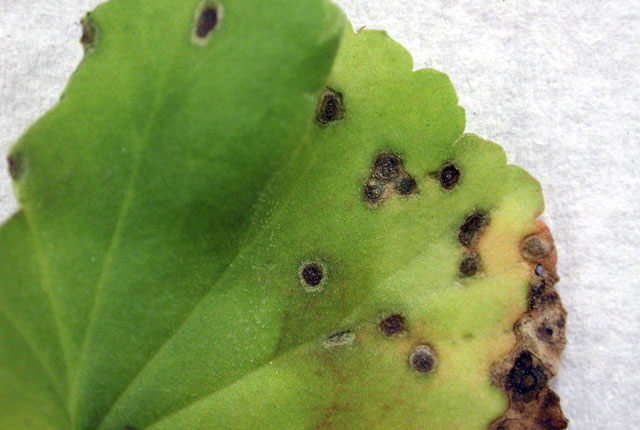 Bacterial blight