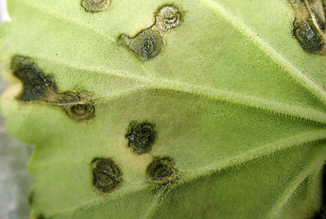 Bacterial blight