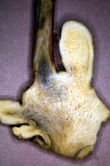 Bacterial wilt