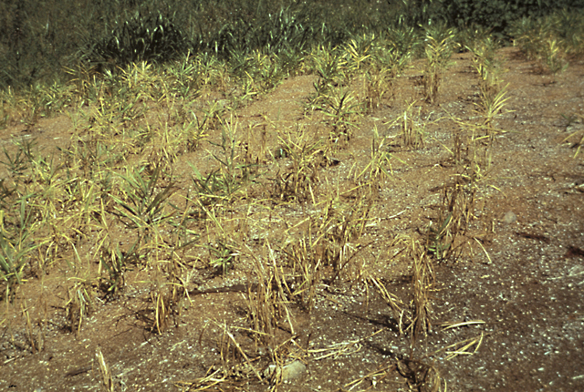 Bacterial wilt