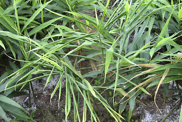Bacterial wilt