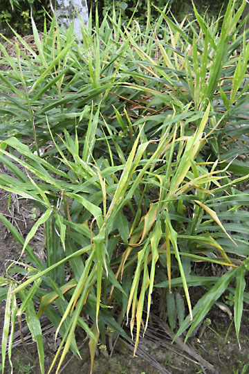 Bacterial wilt