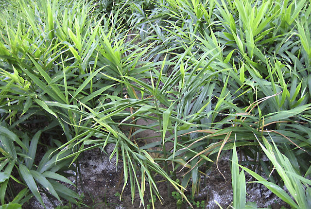 Bacterial wilt
