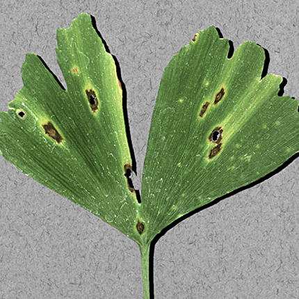 Bacterial leaf spot (Canker)