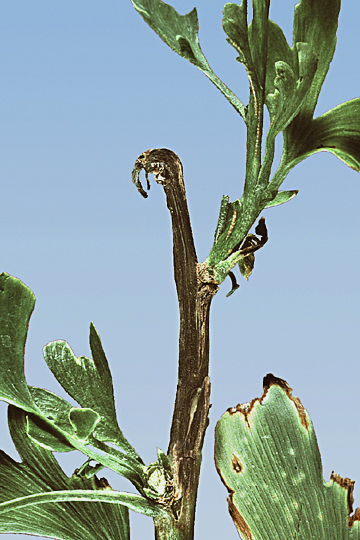 Bacterial leaf spot (Canker)