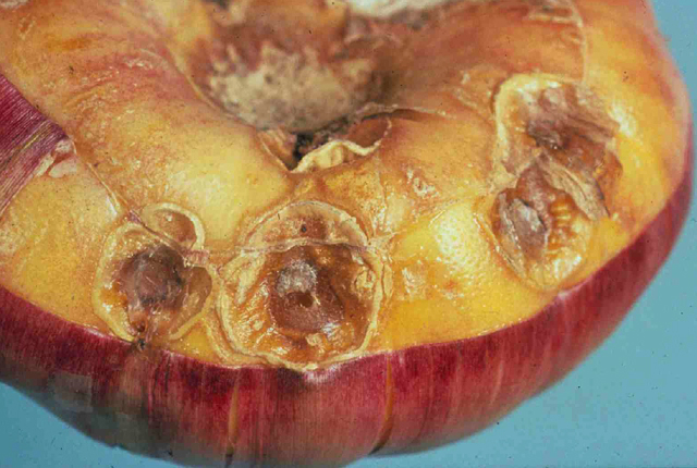 Bacterial scab