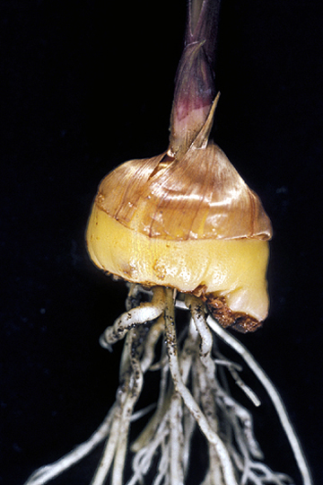 Bacterial fasciation (Leafy gall)