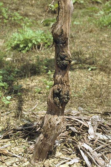 Crown gall