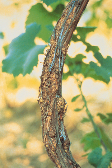 Crown gall