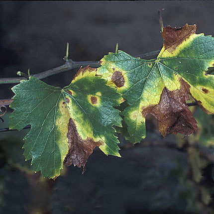 Pierce's disease