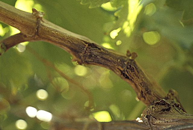 Bacterial blight (Bacterial necrosis)