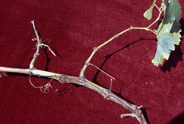 Bacterial blight (Bacterial necrosis)