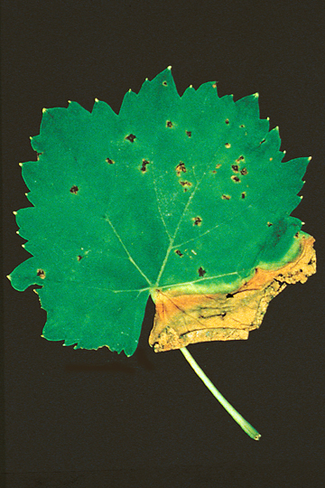Bacterial blight (Bacterial necrosis)